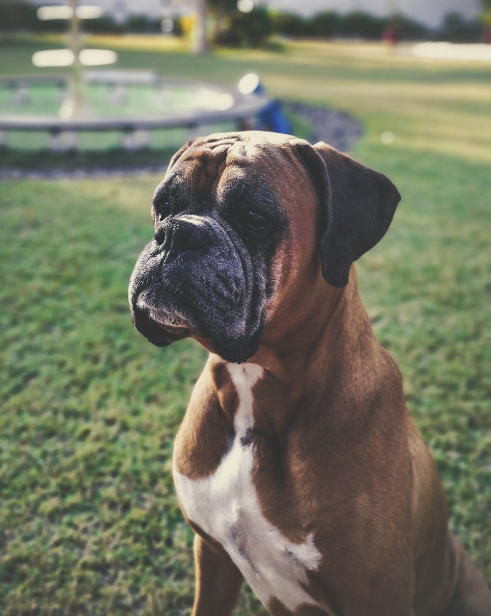 brown bulldog