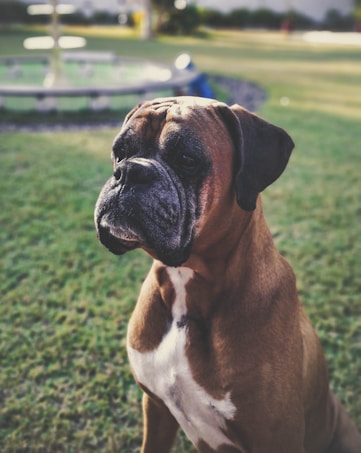 A close-up of a brown and white dog, likely a Boxer, gazing into the distance. The dog stands on a grassy lawn with a blurred background that includes a fountain and trees.
