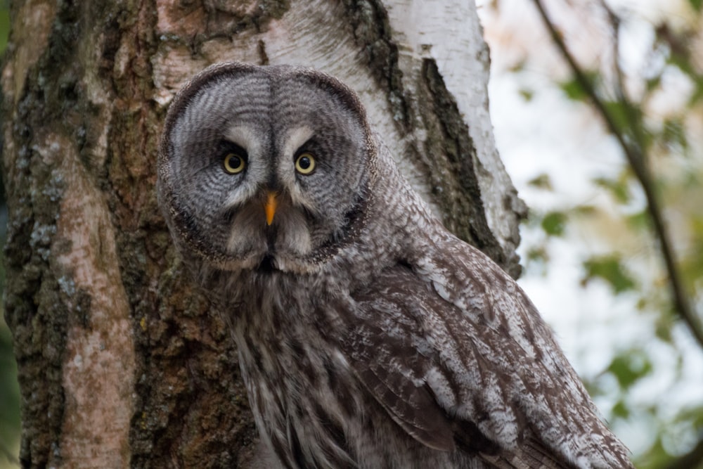 macro photography of gray owl