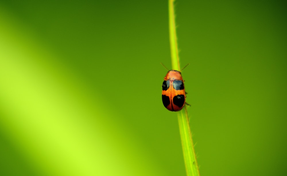 selective focus photo of ladybird