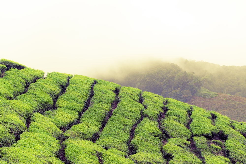 landscape photography of green grass fields