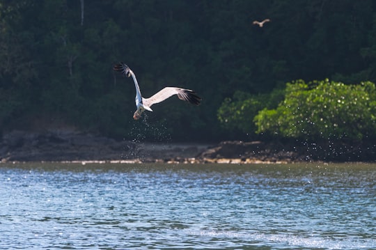 white bird on calm body of water in Langkawi Malaysia