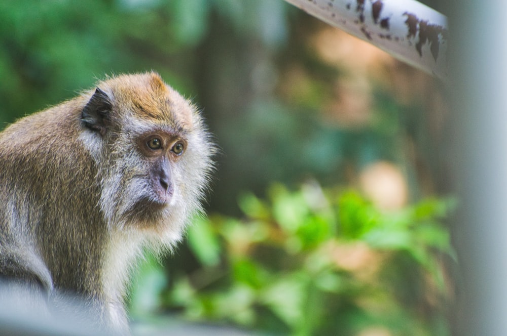Macaco marrom na fotografia de foco seletivo