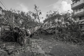 A team removing a fallen tree from a suburban yard after a storm.