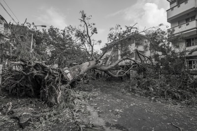 A large tree has fallen across a suburban street, blocking the roadway. The tree appears to have been uprooted, with its roots visible and torn from the ground. Surrounding buildings and trees are visible, indicating an urban environment. Debris is scattered across the area, suggesting recent damage or a storm.