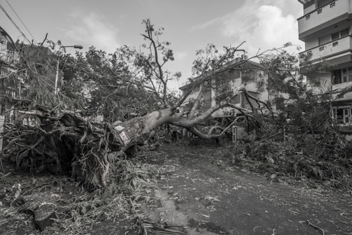 A large tree has fallen across a suburban street, blocking the roadway. The tree appears to have been uprooted, with its roots visible and torn from the ground. Surrounding buildings and trees are visible, indicating an urban environment. Debris is scattered across the area, suggesting recent damage or a storm.