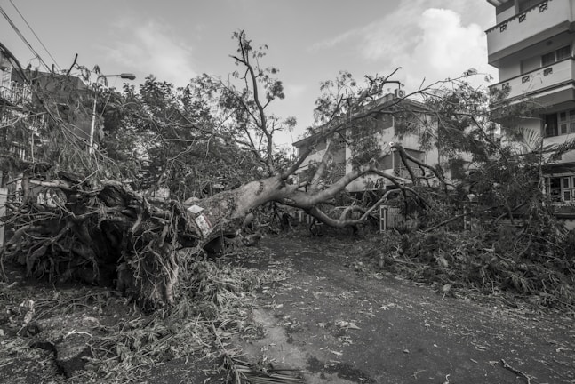 Emergency tree service team removing a fallen tree blocking a driveway after a storm.