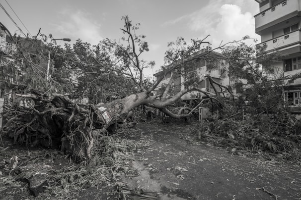 Emergency tree service crew clearing debris after a storm in a suburban neighborhood.
