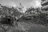 Image showing a team carefully removing a fallen tree from a residential street in Kwazulu-Natal.