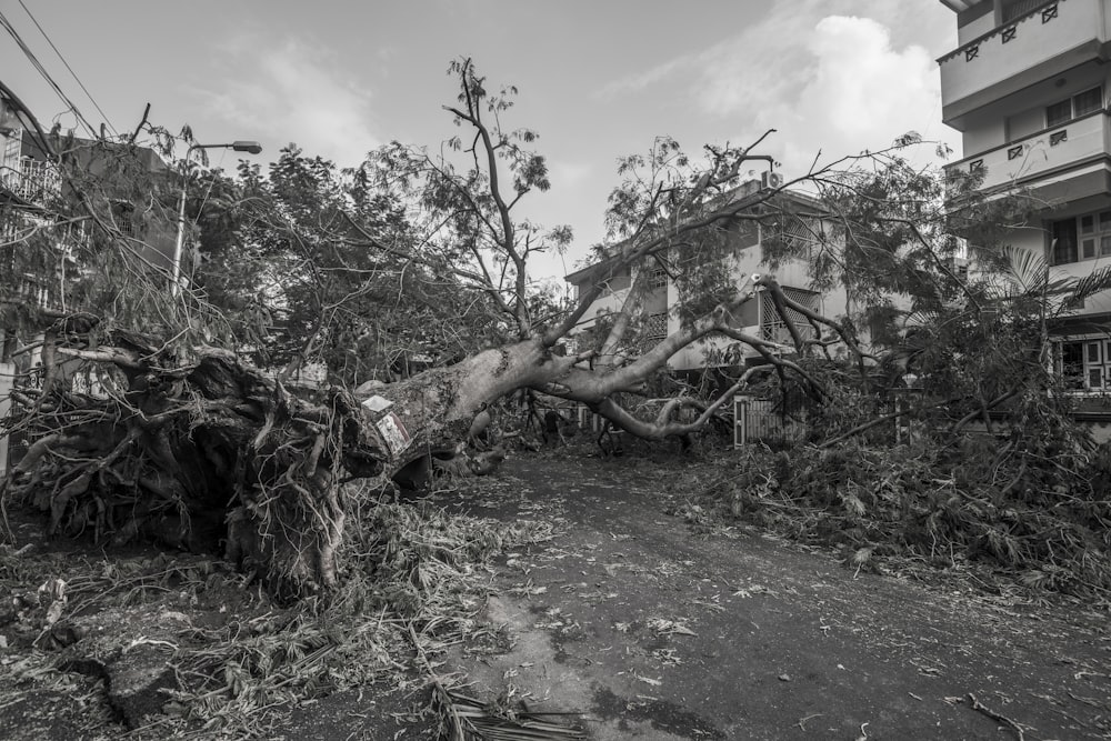 grayscale photo of lying tree beside two concrete buildings