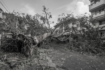 A large tree has fallen across a suburban street, blocking the roadway. The tree appears to have been uprooted, with its roots visible and torn from the ground. Surrounding buildings and trees are visible, indicating an urban environment. Debris is scattered across the area, suggesting recent damage or a storm.