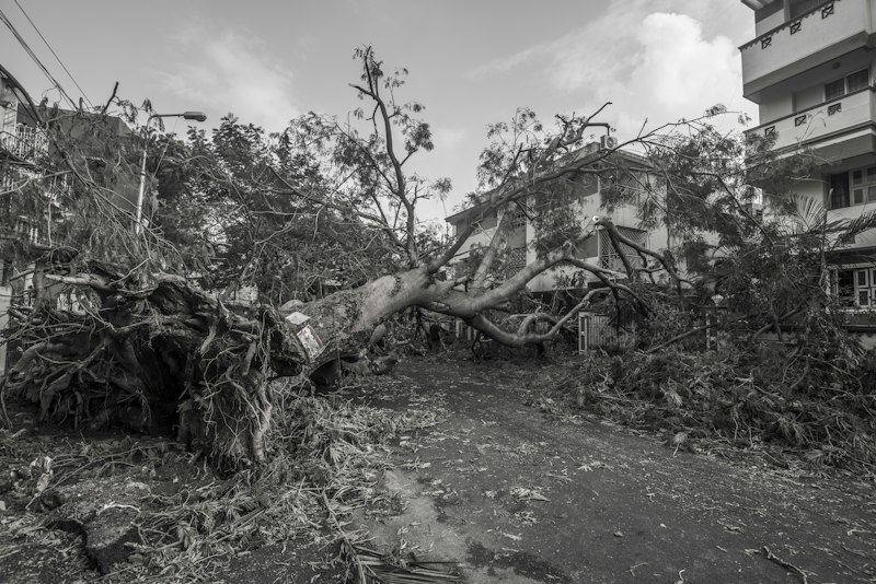 Storm-damaged fallen tree across a yard