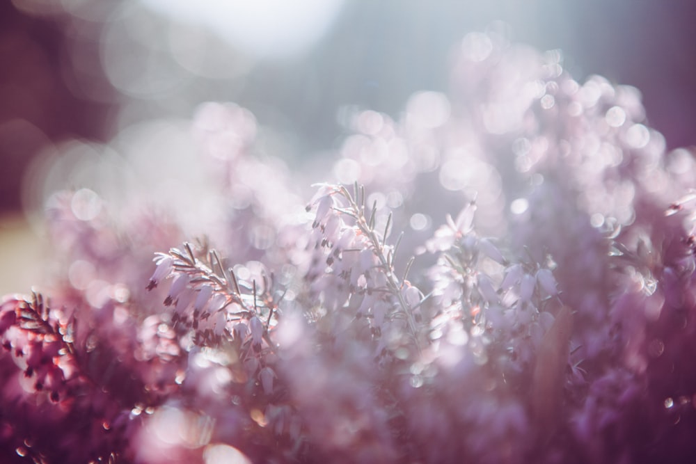 pink and white petaled flowers