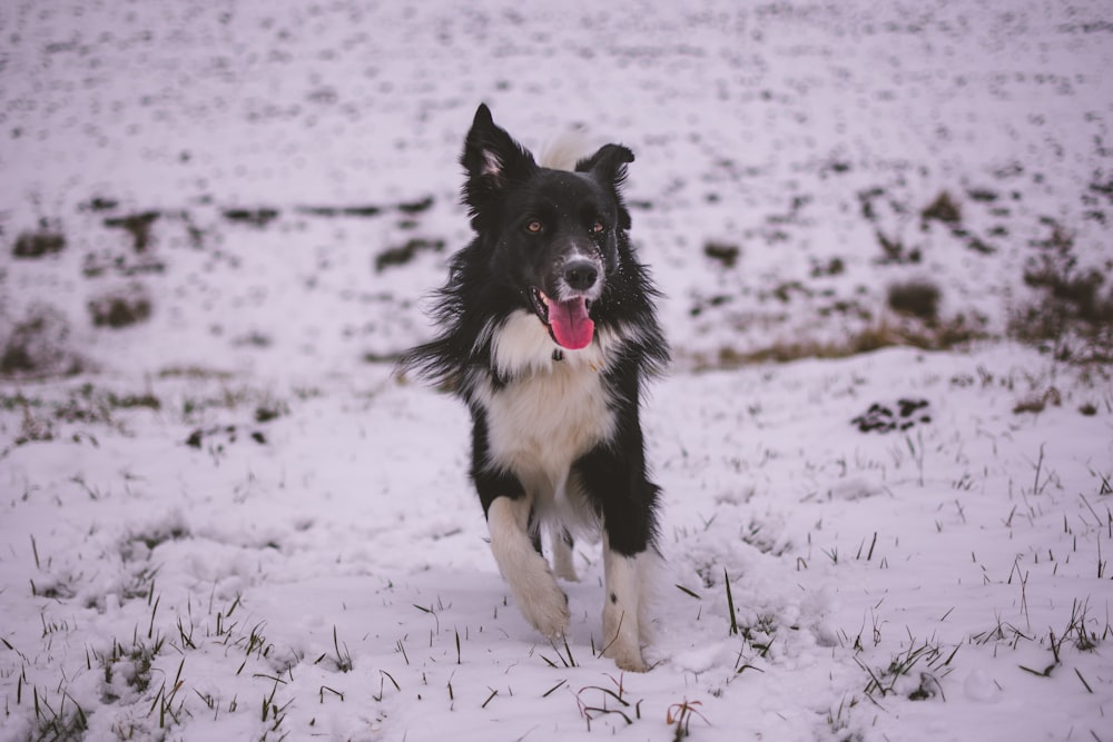 photo en gros plan d’un chien blanc et noir adulte courant sur un champ de neige