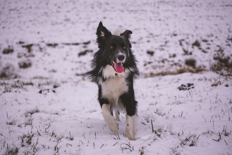 Cómo ayudar a los perros sin hogar durante el invierno - photo-1517662613602-4b8e02886677?ixid=MXwxMjA3fDB8MHxwaG90by1wYWdlfHx8fGVufDB8fHw%3D&ixlib=rb-1.2