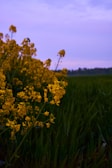 Bright yellow flowers, possibly canola or rapeseed, are clustered together against a backdrop of lush green foliage. The sky above features hues of soft purple and pink, suggesting either dawn or dusk.
