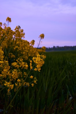 Bright yellow flowers, possibly canola or rapeseed, are clustered together against a backdrop of lush green foliage. The sky above features hues of soft purple and pink, suggesting either dawn or dusk.