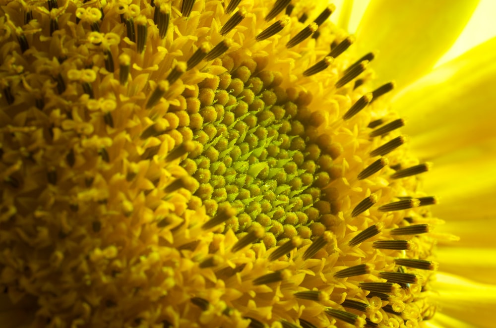 photo en gros plan de fleur à pétales jaunes