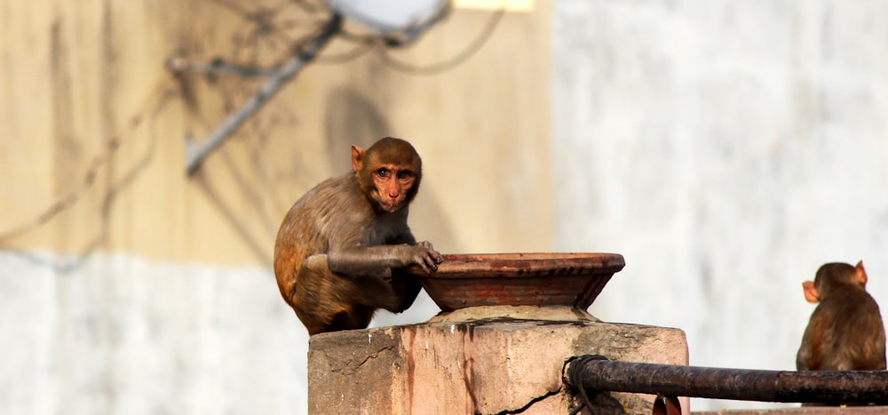 monkey sitting on concrete pillar with basin