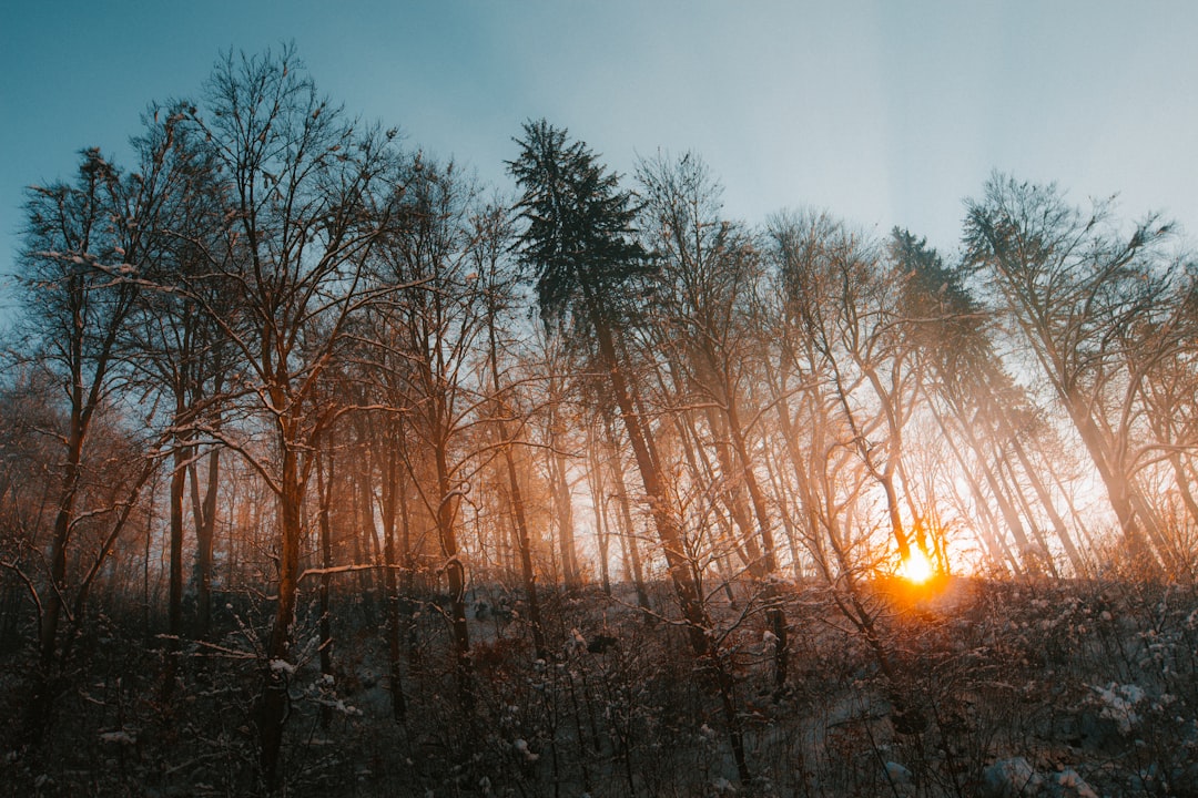 photo of trees during goldenhour