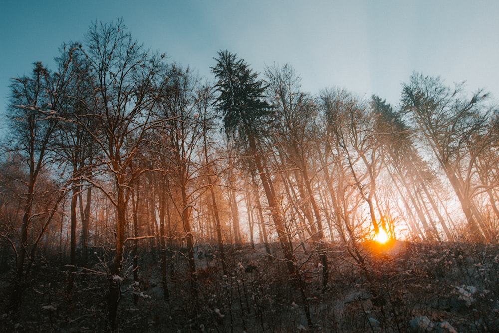 photo of trees during goldenhour