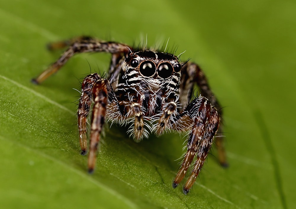 Foto de primer plano de araña marrón y negra en la hoja