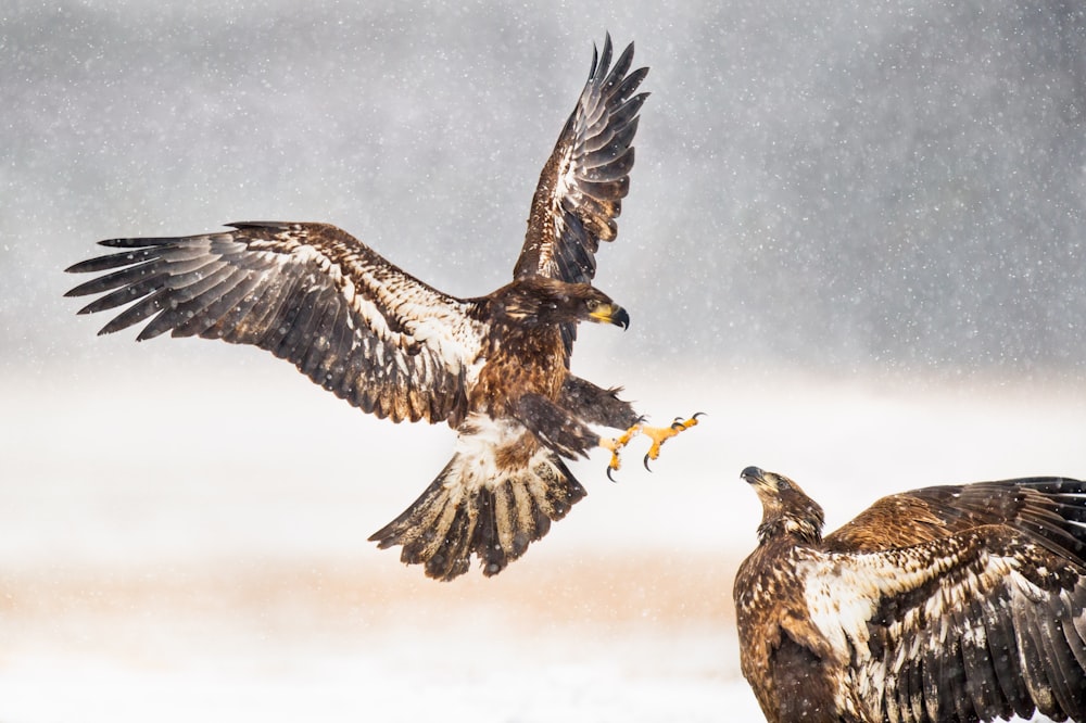 two brown eagles