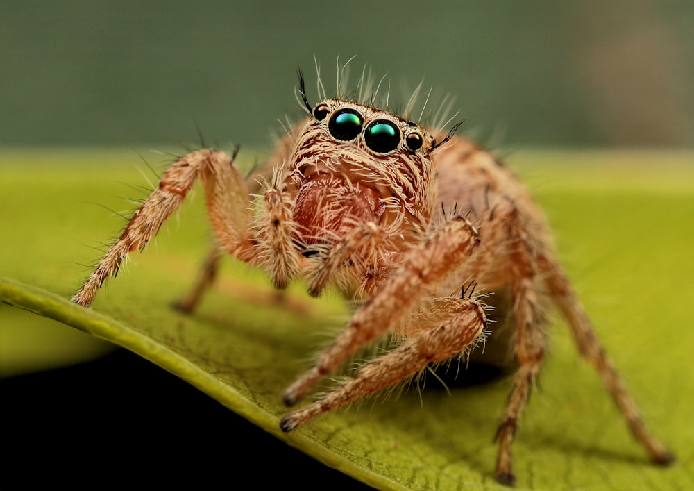 macro photography of brown spider