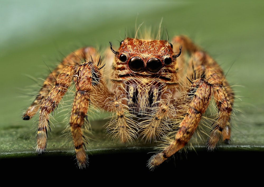 Fotografía macro de araña