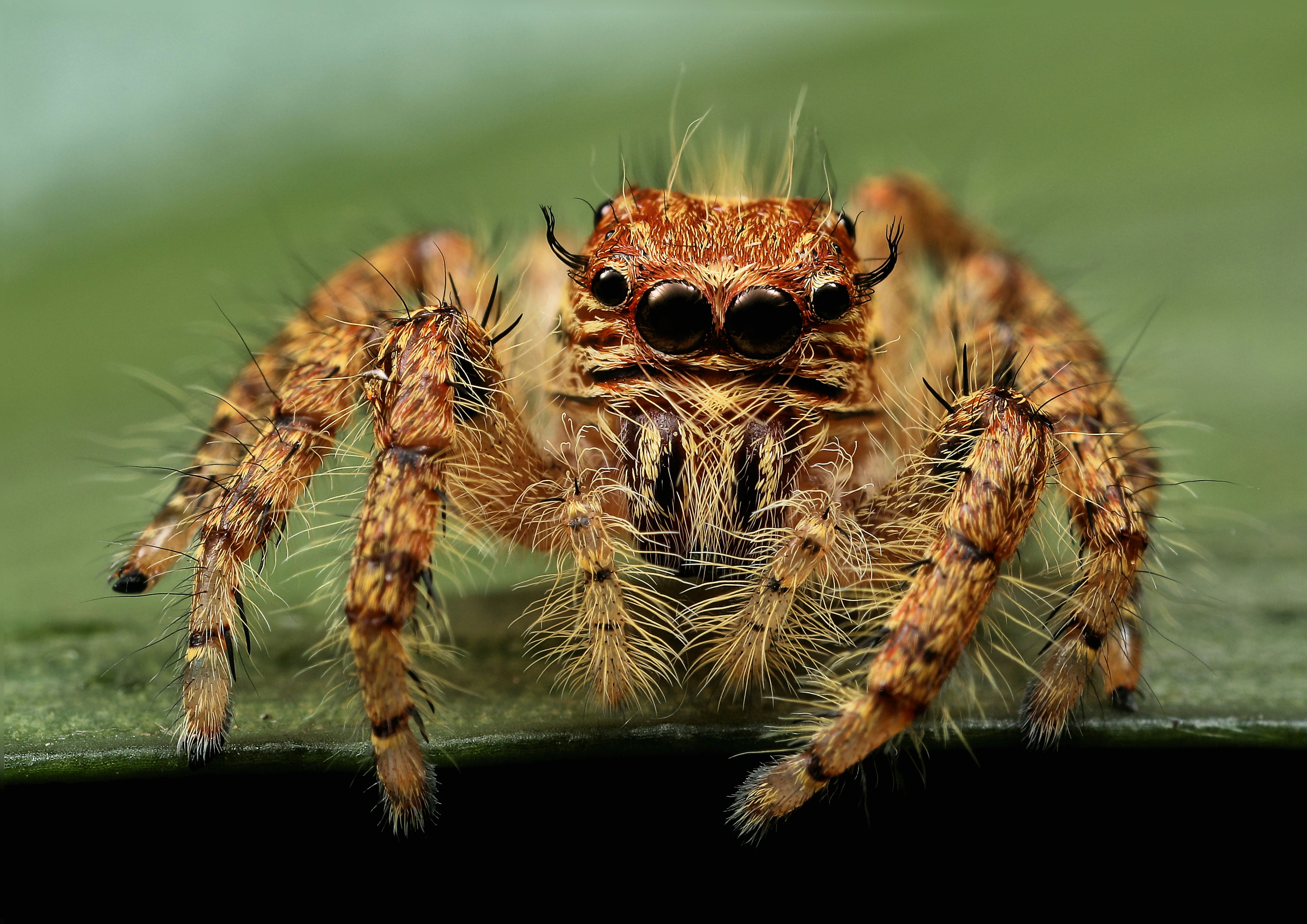 macro photography of spider