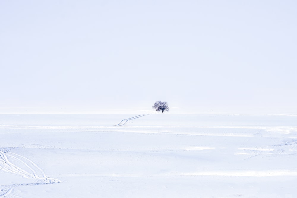 tree in the middle of snow