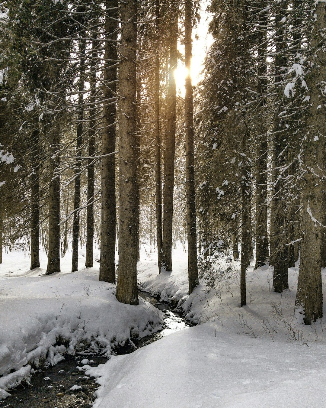 Forest photo spot San Martino di Castrozza Recoaro Terme