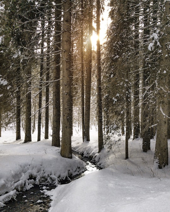 photography of trees in woods in San Martino di Castrozza Italy