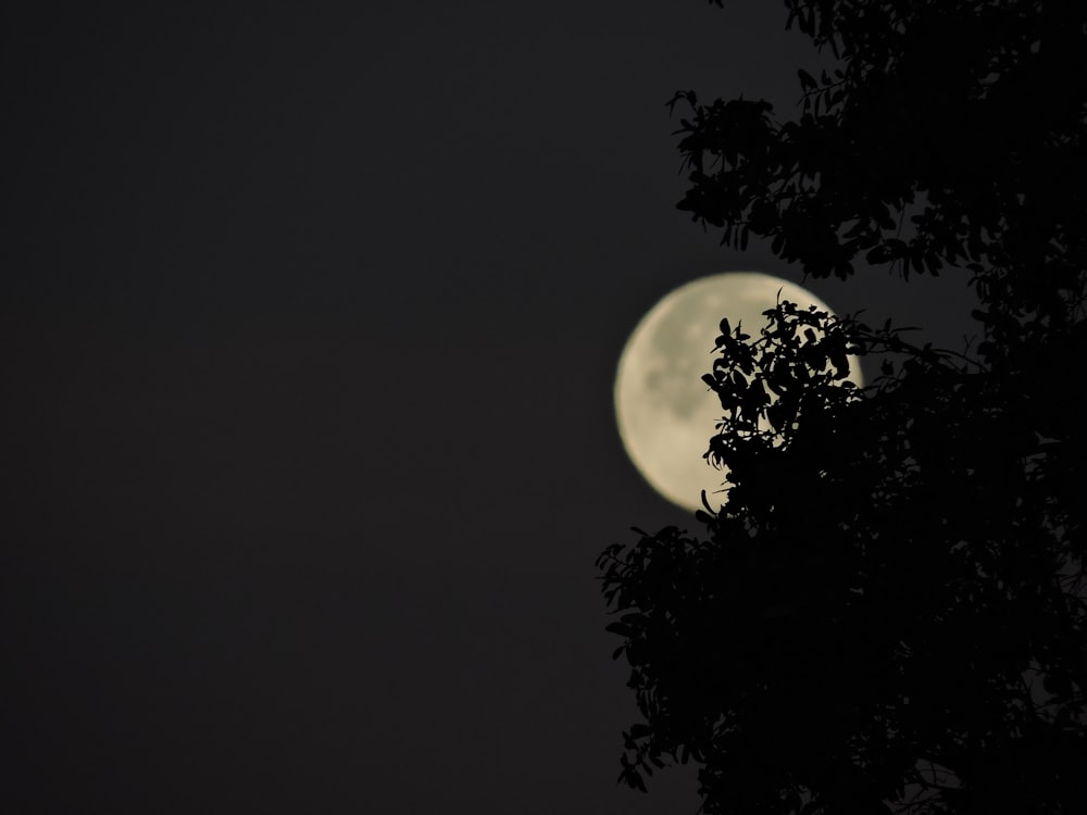 pleine lune couvrant les feuilles des arbres