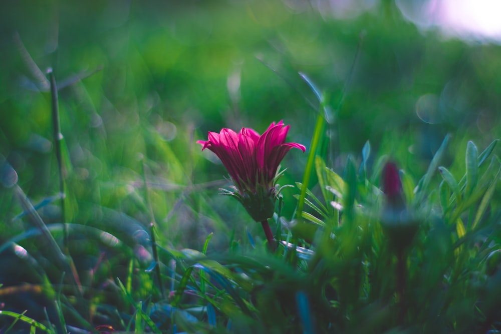 Pink colored flower with green grass