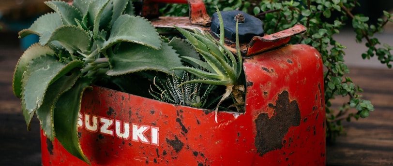 plant-based biofuel closeup photo of green leafed plant on red Suzuki gasoline tank pot