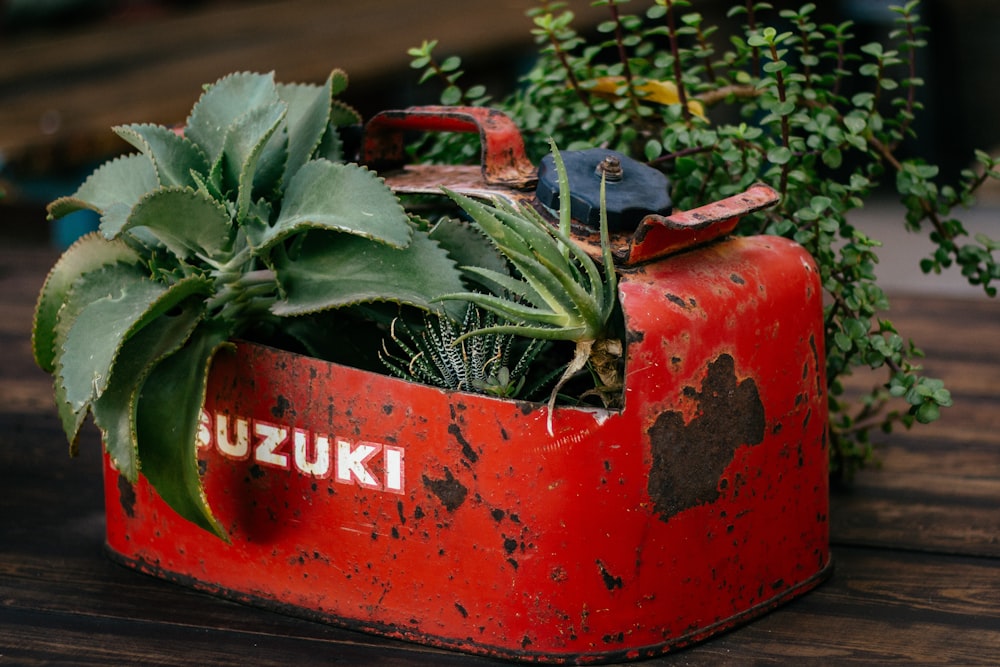 closeup photo of green leafed plant on red Suzuki gasoline tank pot