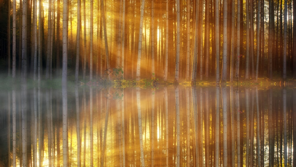 time lapse photography of trees