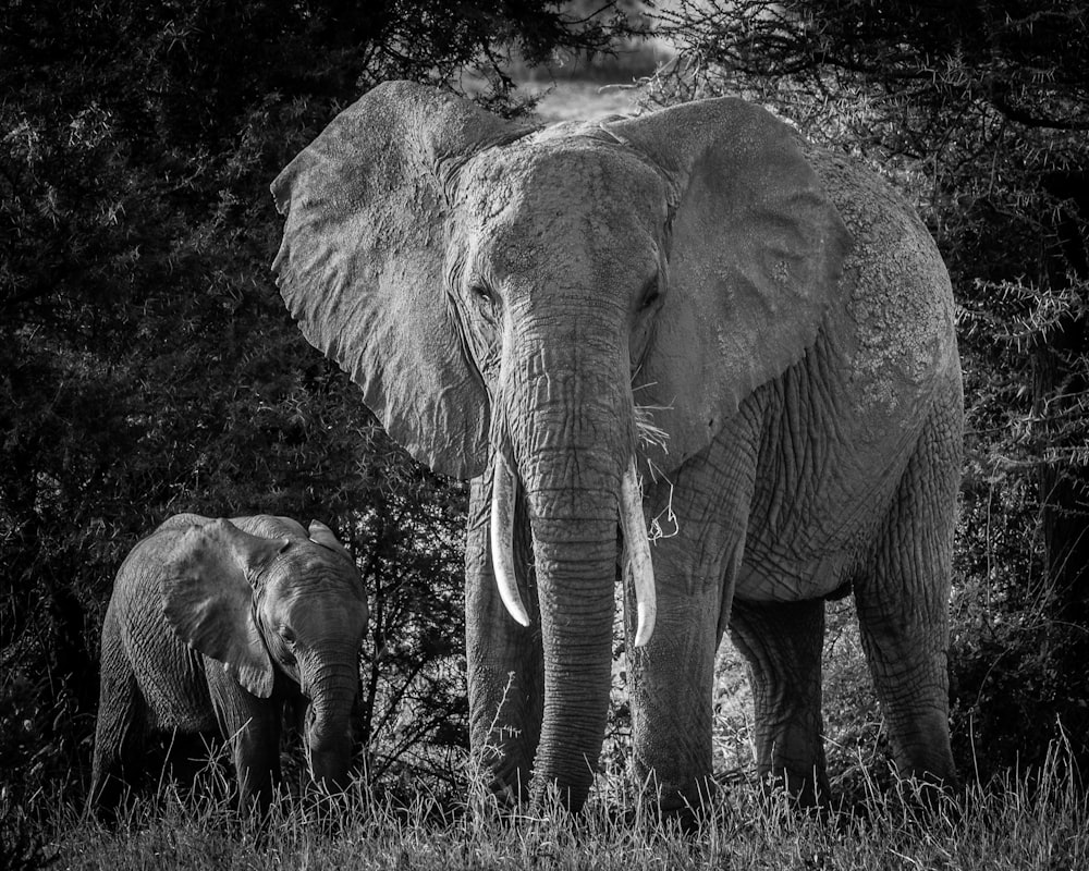 Photographie en niveaux de gris de deux éléphants