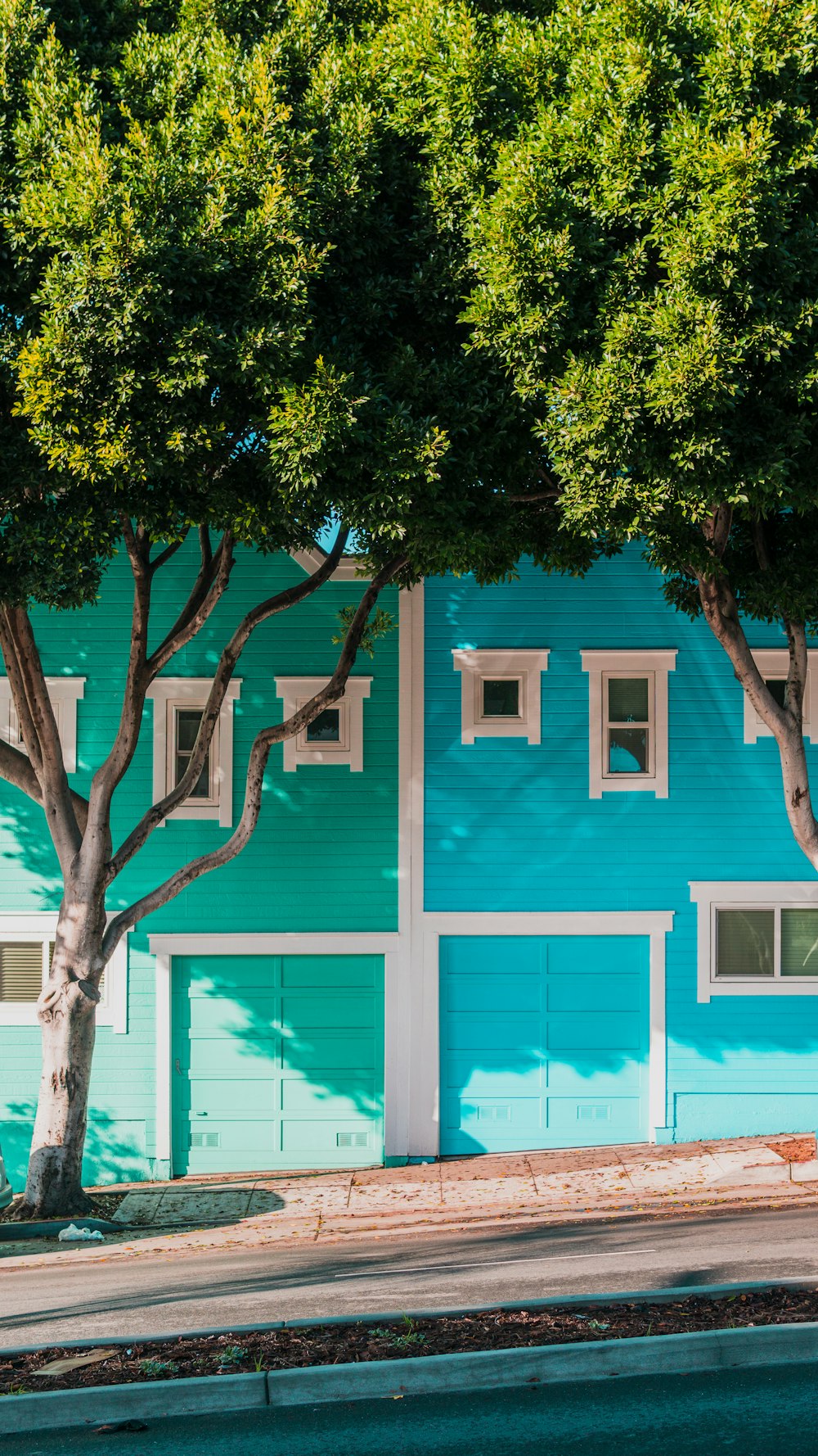 보도의 나무 옆에 있는 녹색과 파란색 주택