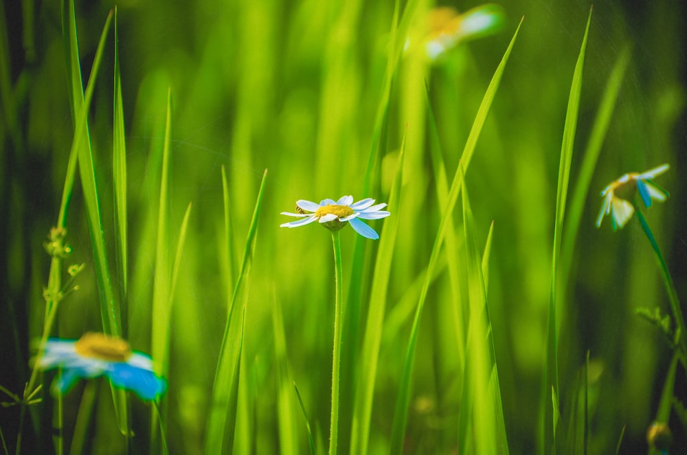 blue and yellow flowers