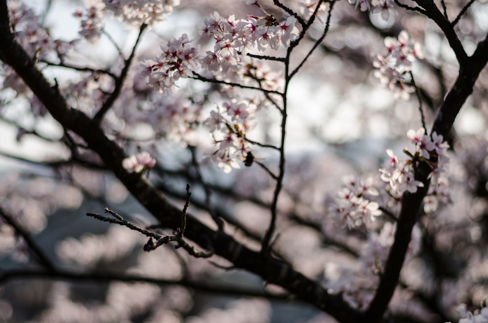 꽃이 만발한 나무의 근접 촬영 사진