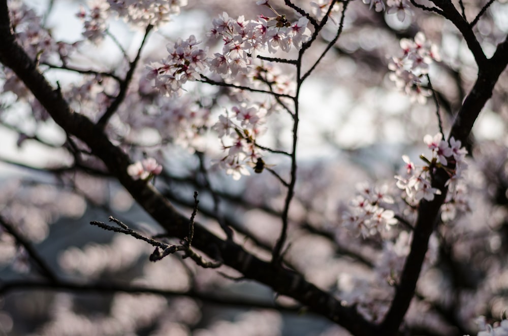 Foto de primer plano de árbol en flor