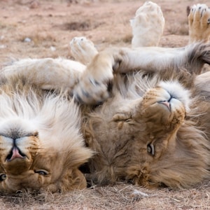two lions lying on ground