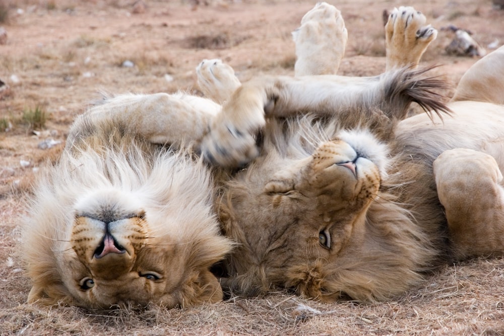 two lions lying on ground