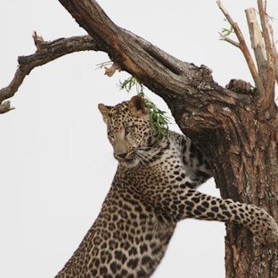 leopard on top of tree