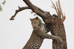 leopard on top of tree