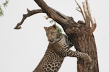 leopard on top of tree