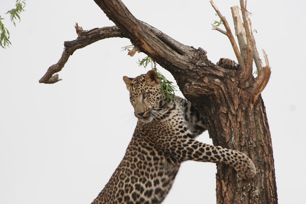 leopard on top of tree