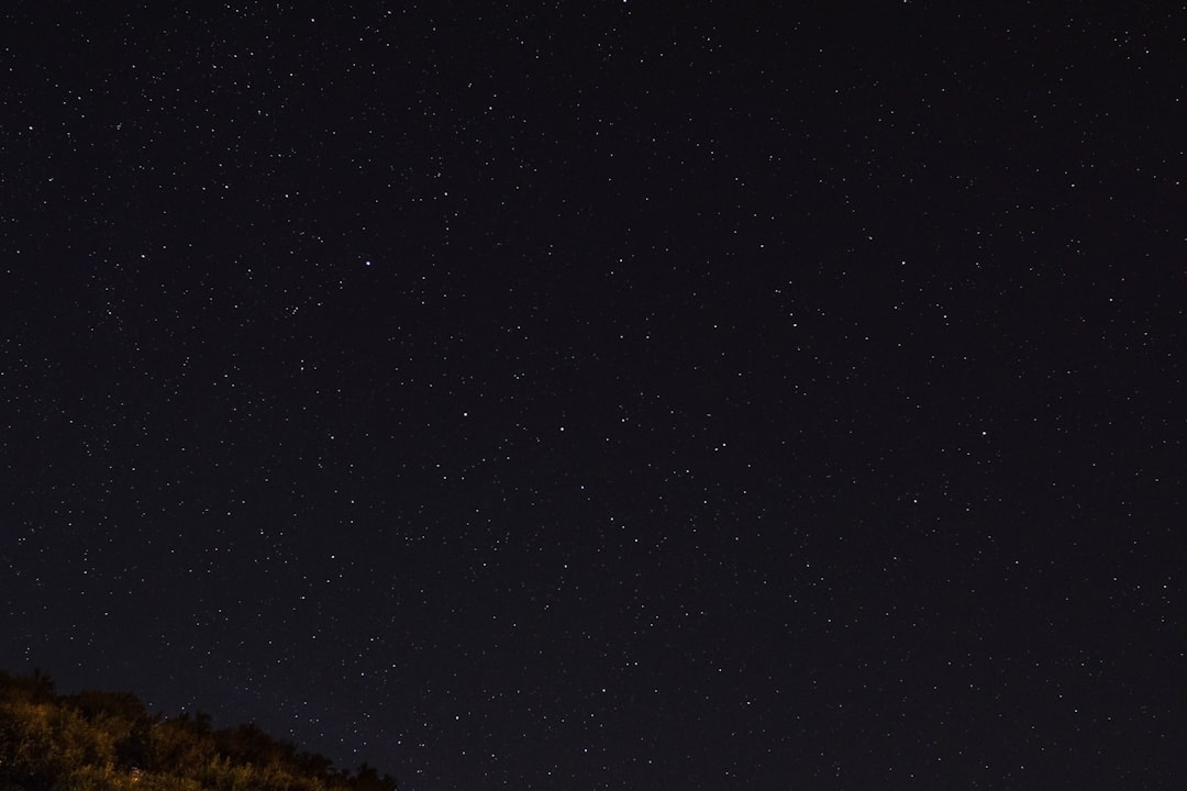 green trees under starry sky